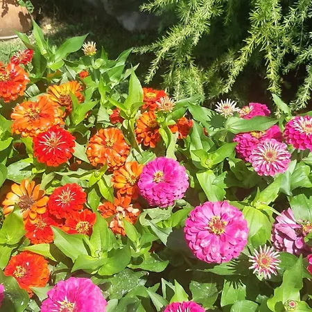 Bed and Breakfast L'isola Dla Cerrea Mombasiglio