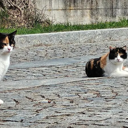 Alojamento de Acomodação e Pequeno-almoço L'isola Dla Cerrea